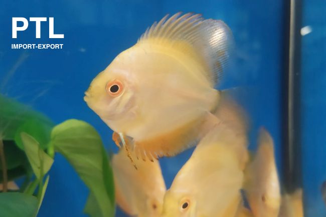 PTL-FW10510 DISCUS PTL GOLD SUN 5-6 cm